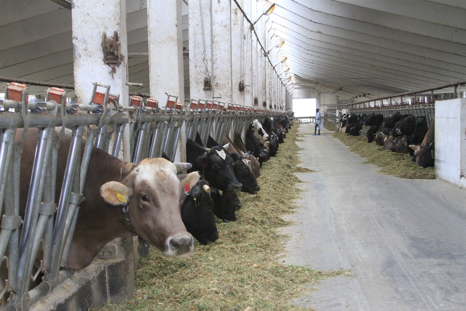 КОРОВА (1).JPG