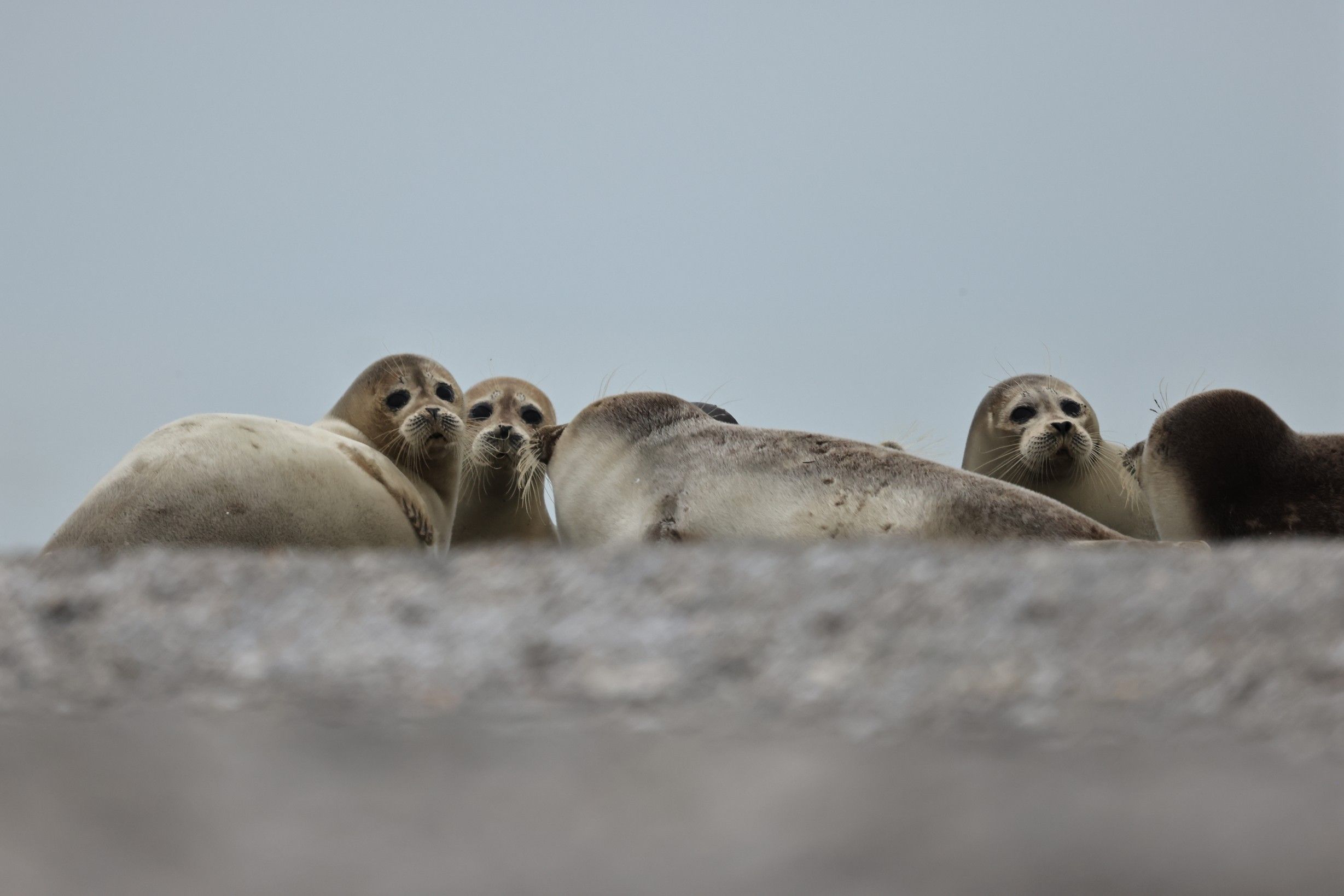 Подвод. мир Каспийские тюлени.jpg