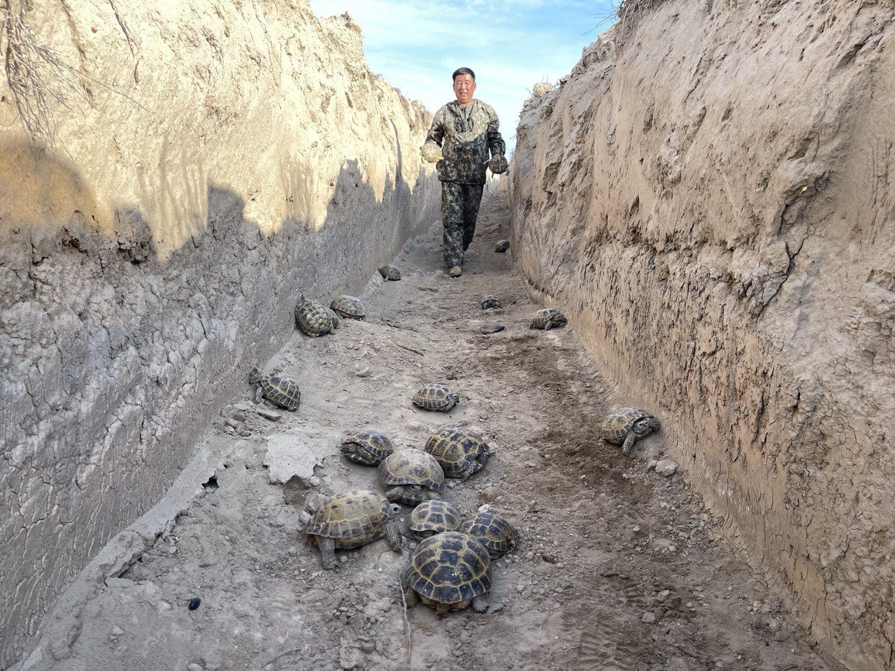 черепаха (1).jpg