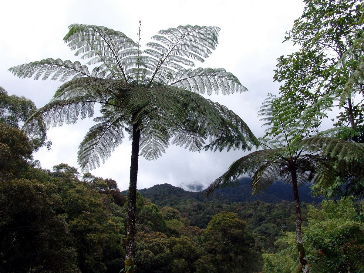 фото Андрея Михайлова. Борнео 1 (1).JPG