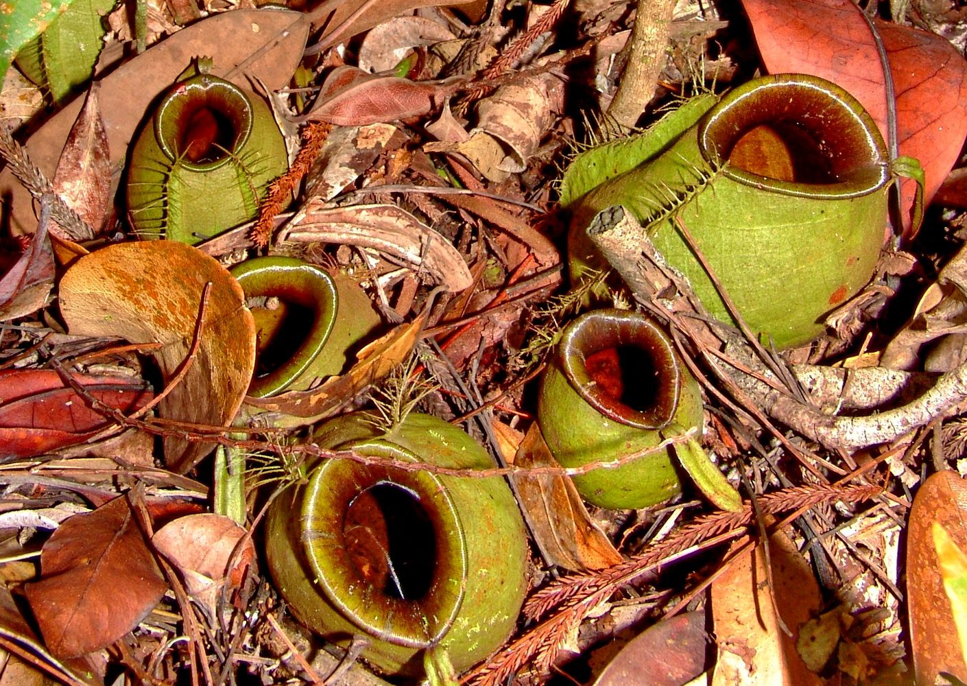 фото Андрея Михайлова. Борнео 2 (1).JPG