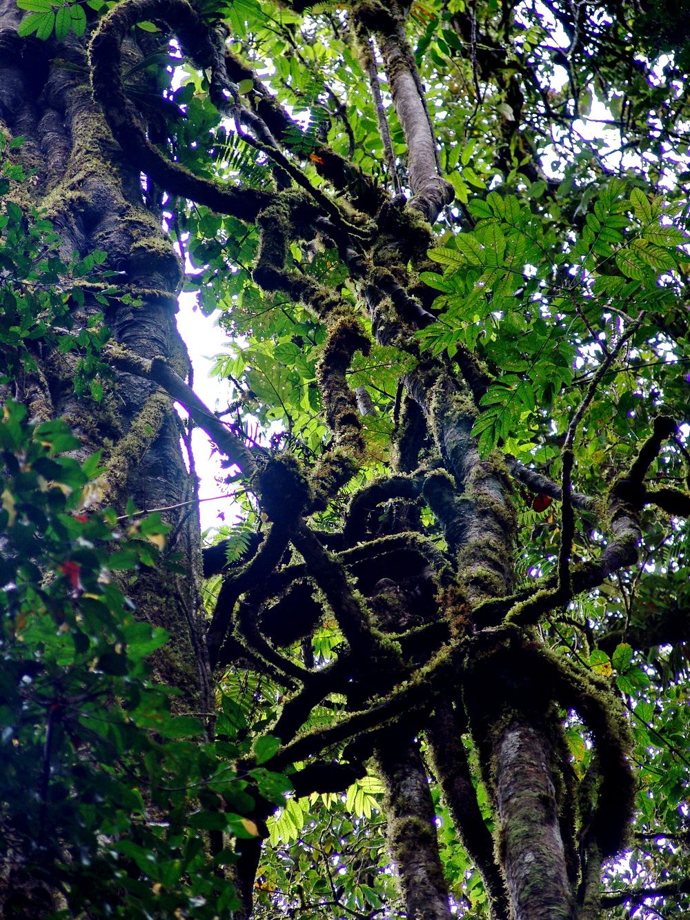 фото Андрея Михайлова Борнео 2 (2).JPG