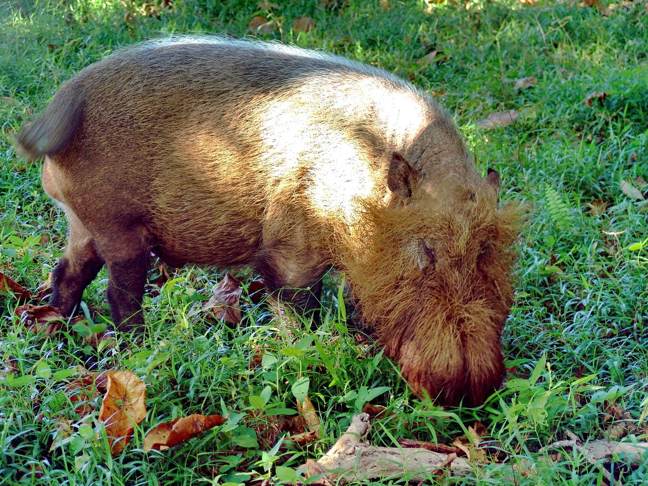фото Андрея Михайлова. Борнео 2 (2).JPG