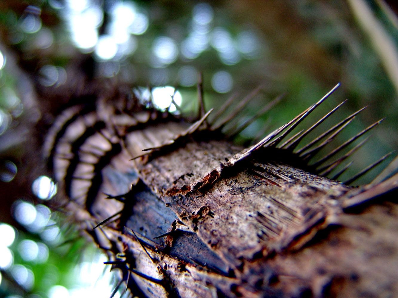 фото Андрея Михайлова Борнео 2 (3).JPG