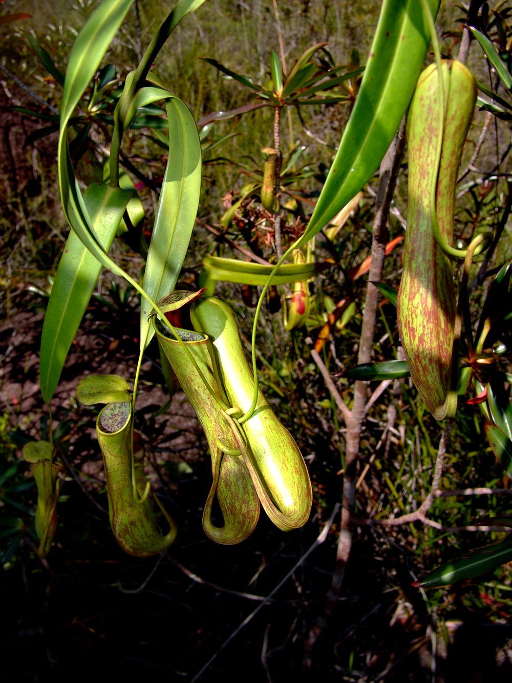 фото Андрея Михайлова. Борнео 2 (4).JPG