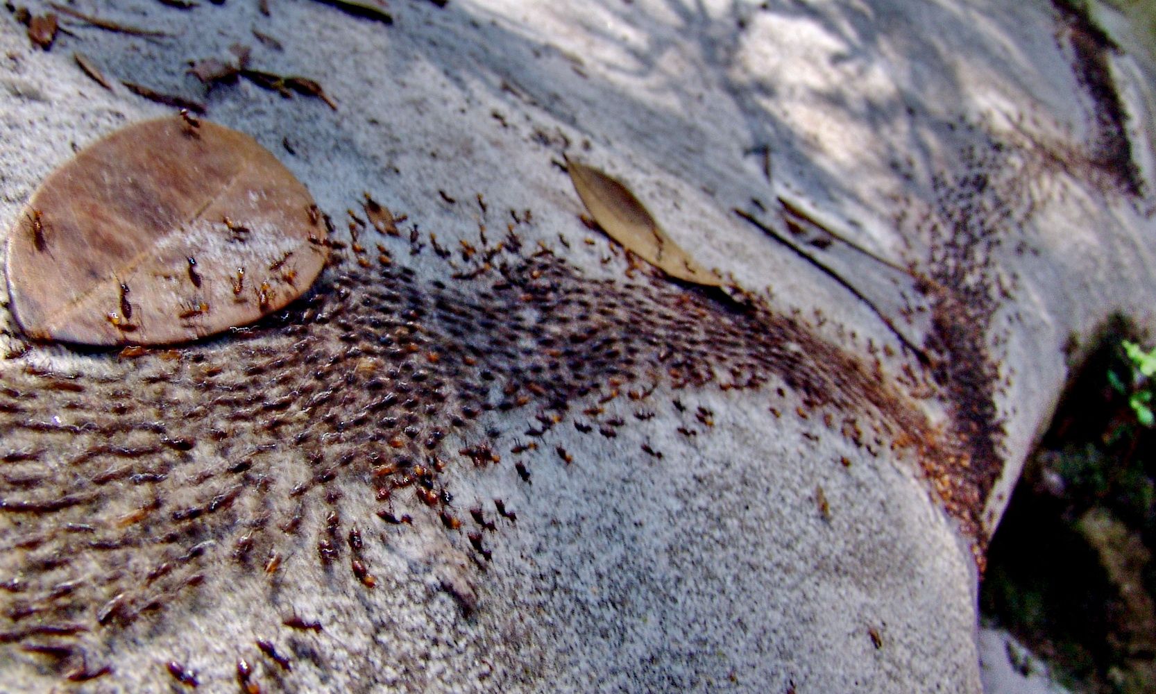 фото Андрея Михайлова Борнео 2 (5).JPG