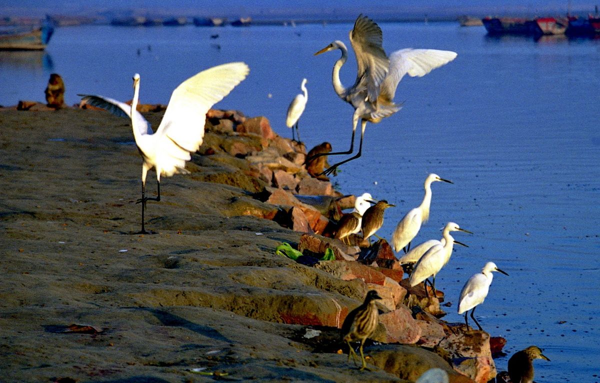 фото Андрея Михайлова. Индия 6 (1).jpg