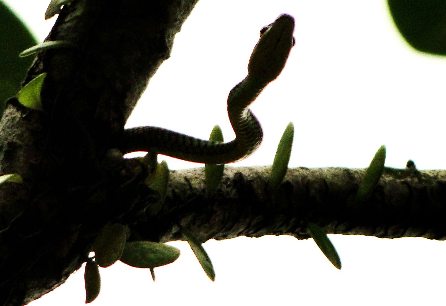 фото Андрея Михайлова-Заилийского. Борнео 4 (1).JPG