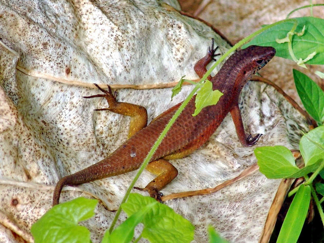 фото Андрея Михайлова-Заилийского. Борнео 4 (2).JPG