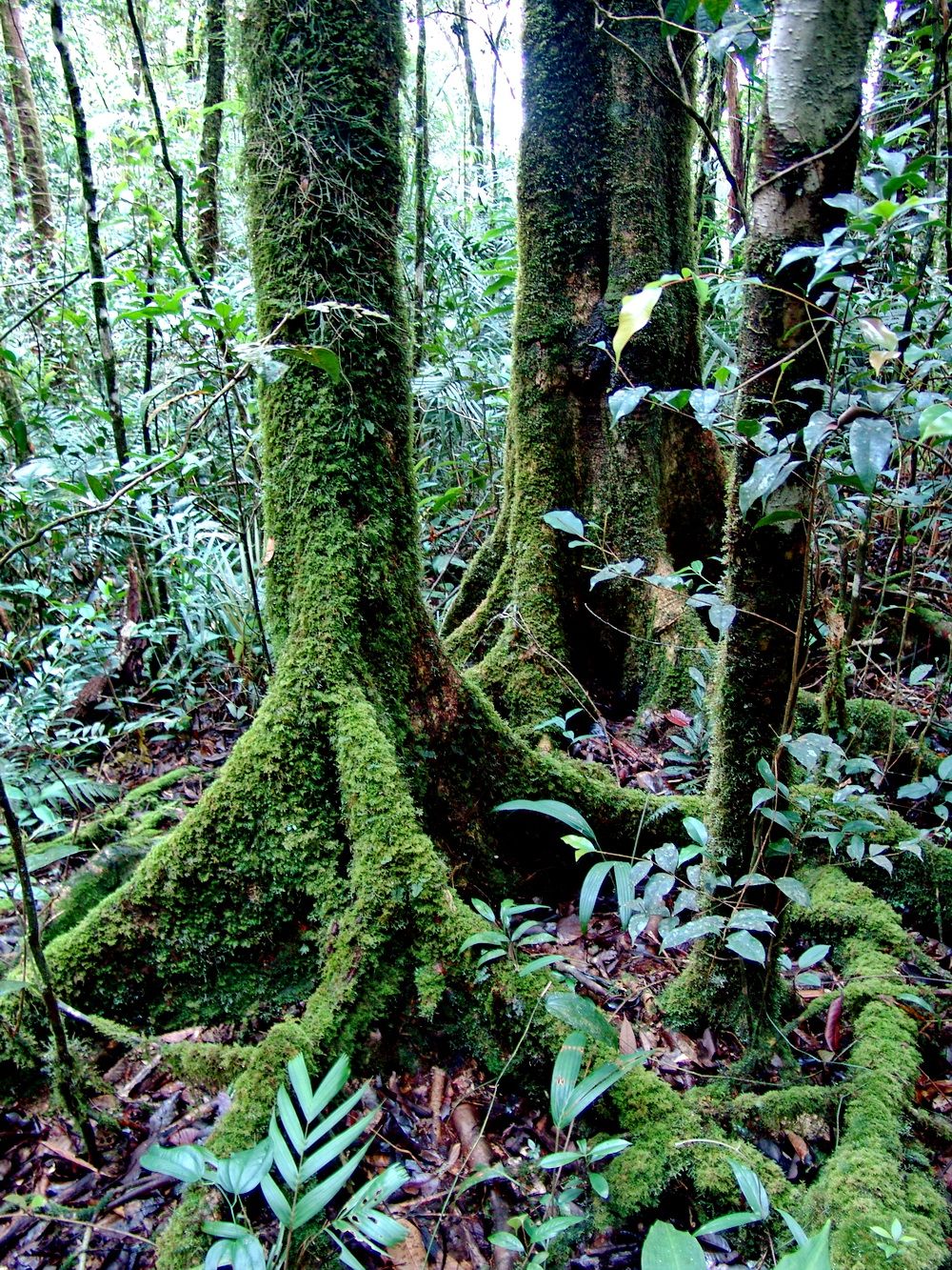 фото Андрея Михайлова-Заилийского. Борнео 4 (3).JPG