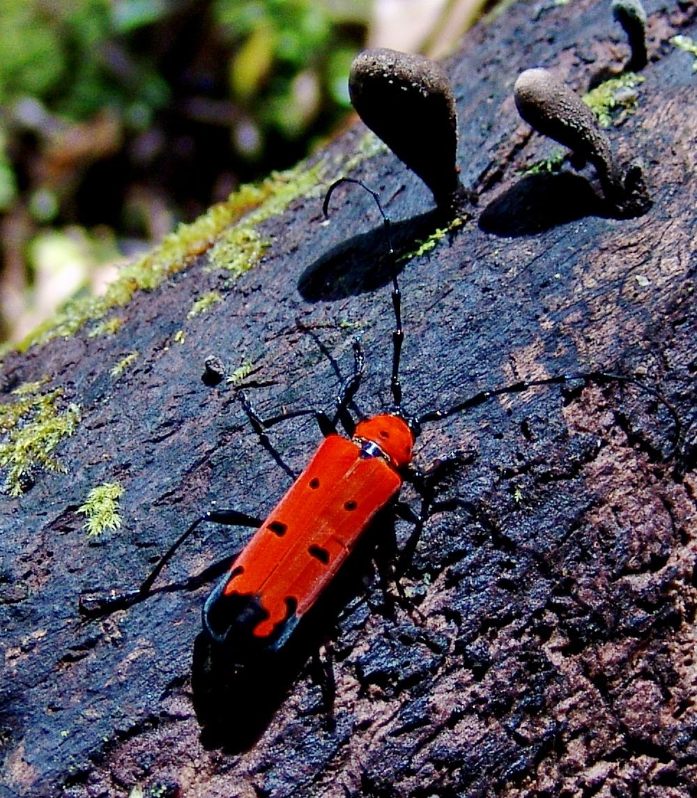 фото Андрея Михайлова-Заилийского. Борнео 4 (4).JPG