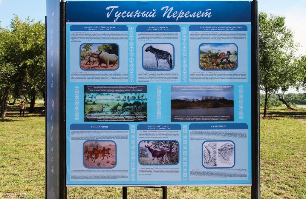 гусиный перелет5.jpg