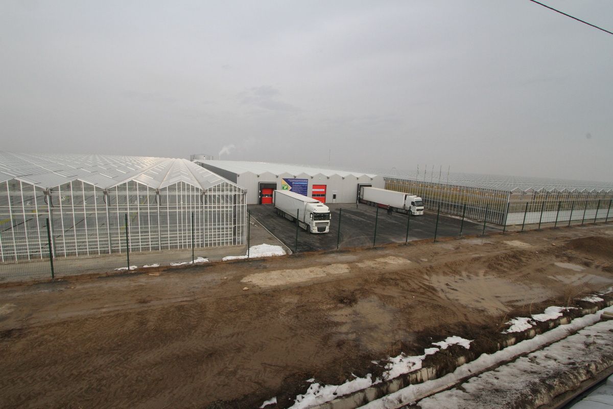 теплицы (1).JPG