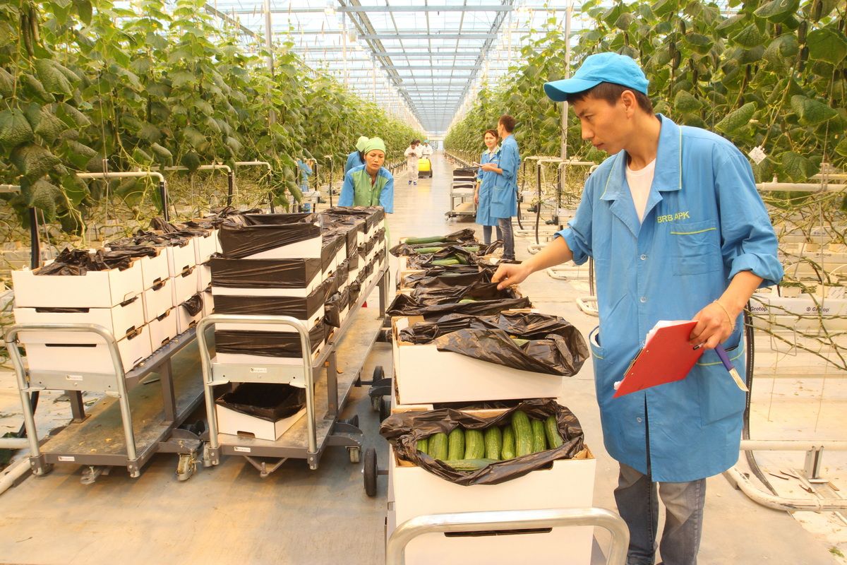 теплицы (3).JPG